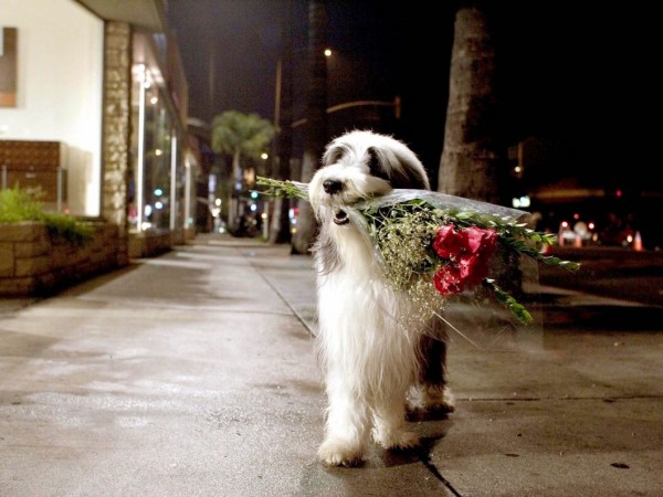 Лохматый папа (5)