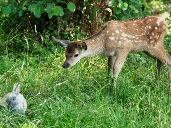 Бэмби. История жизни в лесу (2)