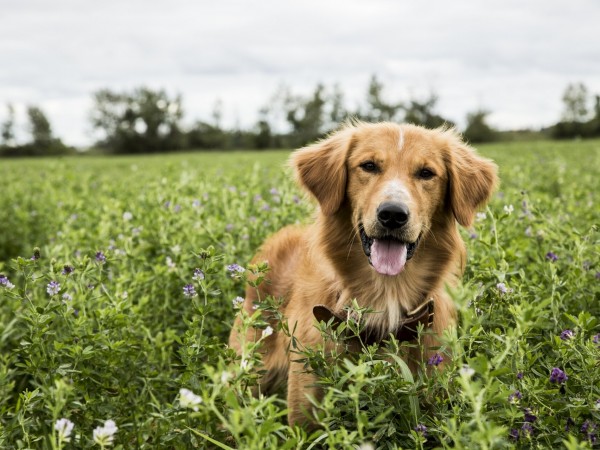 Собачья жизнь (5)