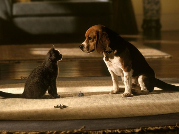 Кошки против собак (3)