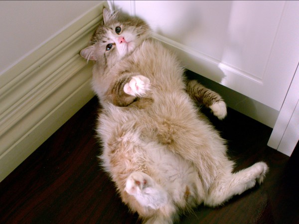 Девять жизней (4)