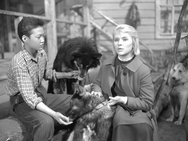 Дикая собака динго (5)