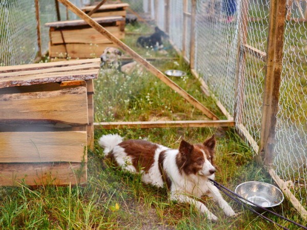 Воспитание и выгул собак и мужчин (2)