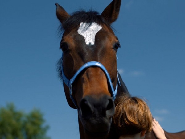 Мой любимый чемпион (3)