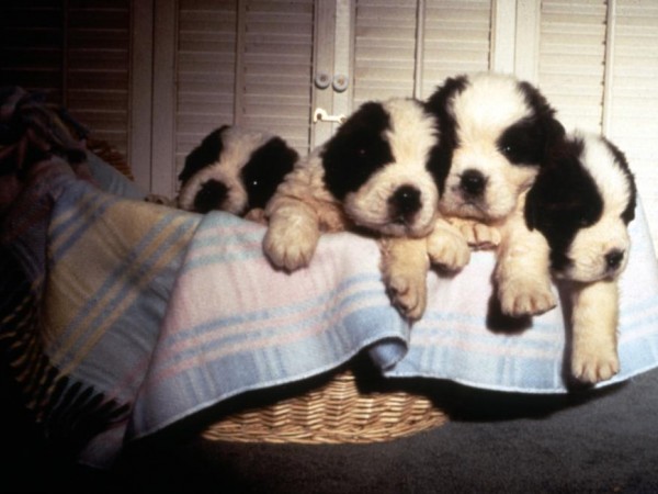 Бетховен 2 (2)