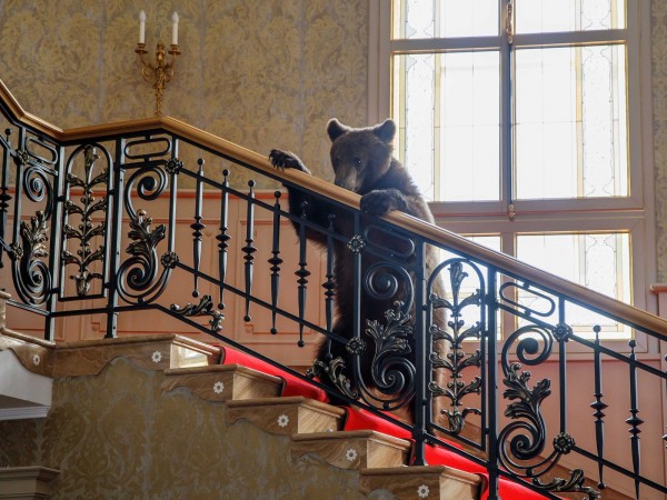 Возвращение попугая Кеши (4)