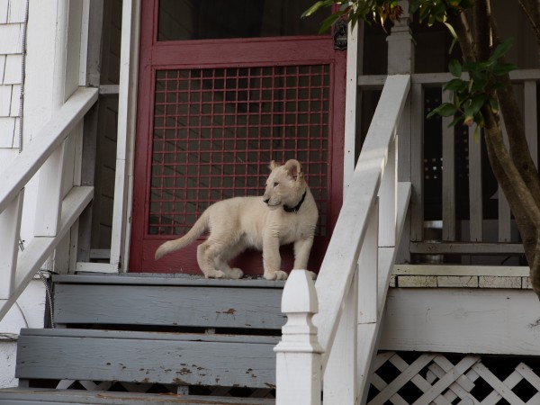 Лена и львёнок (4)