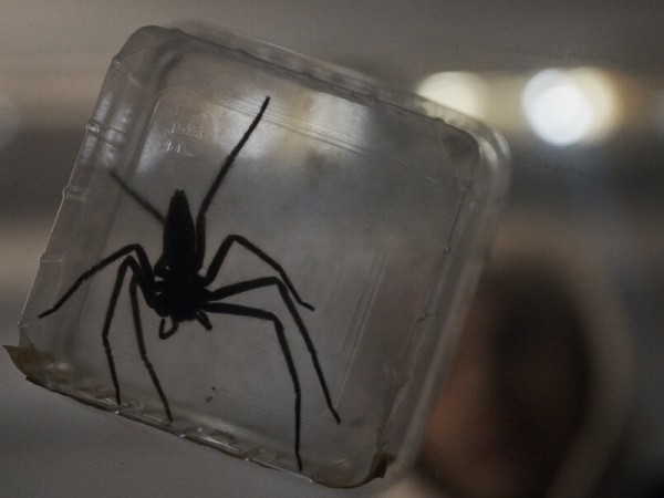 Паутина страха (6)