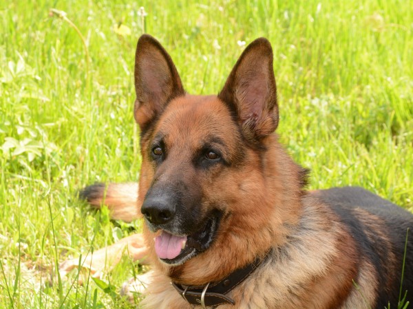 Мухтар. Новый след (5)