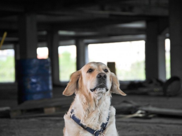 Собачья работа (2)