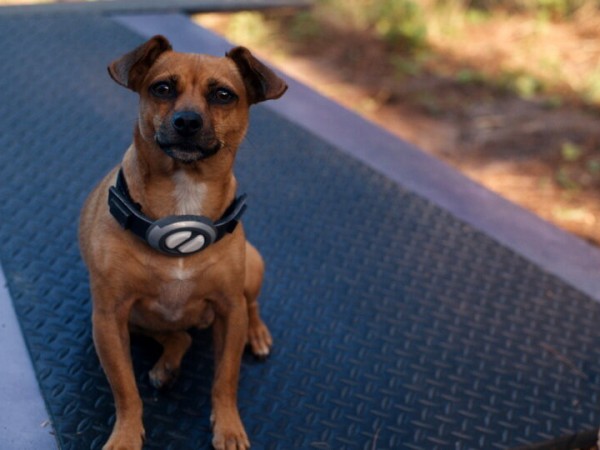 Хвостатые пришельцы (3)