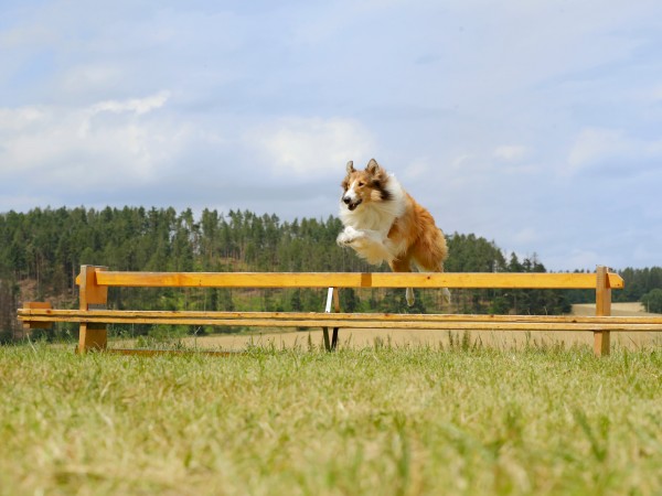 Лесси. Возвращение домой (4)