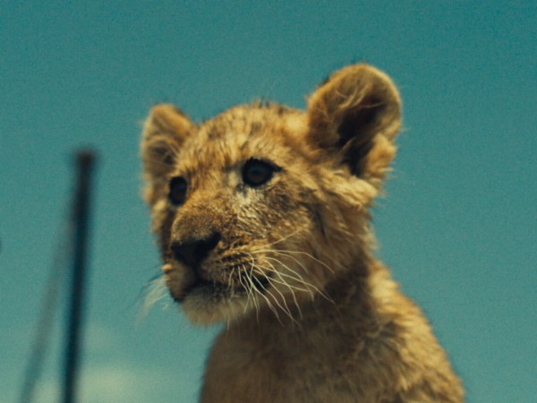 Король-львёнок (4)