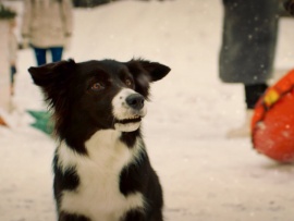 Мое собачье дело (4)