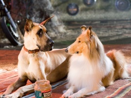 Мармадюк (4)