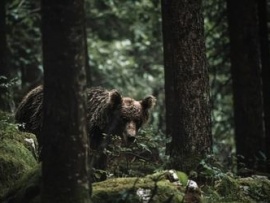 Словения - земля медведей