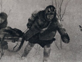 Дикая собака Динго (4)