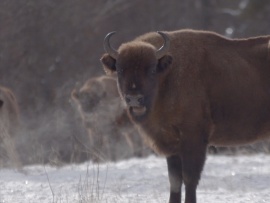 Зубры. Возвращение исполинов
