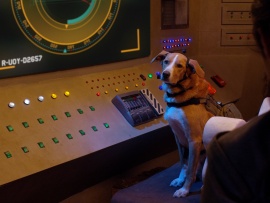 Пес под прикрытием