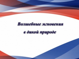 Волшебные мгновения в дикой природе