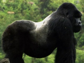 Королевство обезьян