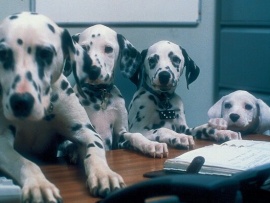 102 далматинца (5)