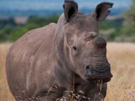 Носороги: проклятие волшебного рога