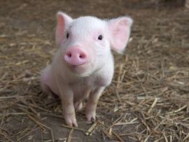 Паутина Шарлотты