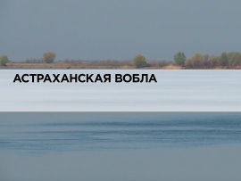 Астраханская вобла