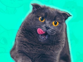 Кот Баттерс