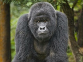 Тайны горилл