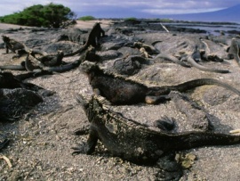 Необычная природа экватора