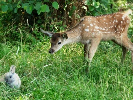 Бэмби. История жизни в лесу (2)
