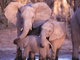 Приключения слона (2)