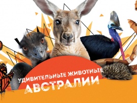 Удивительные животные Австралии