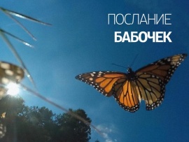 Послание бабочек
