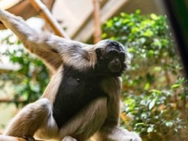 Гиббон - поющая обезьяна