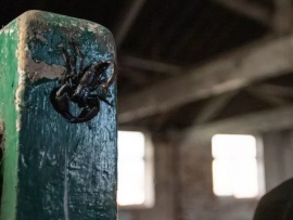 Животные-зомби