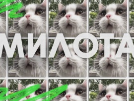 Милота