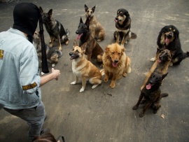 СуперБобровы (2)