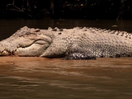 В логове крокодила