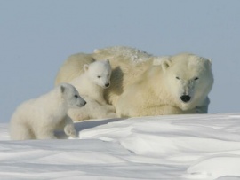 Королевство белых медведей