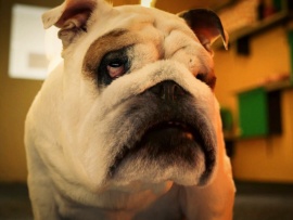 Мое собачье дело (6)