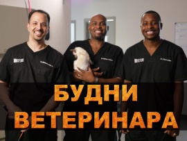 Будни ветеринара