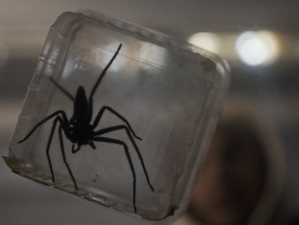 Паутина страха (6)