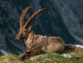 Козероги - акробаты скалистых гор