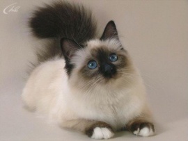 Все о кошках