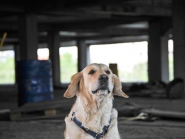 Собачья работа (2)