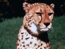 Гепард (6)