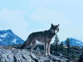 Не кричи Волки!